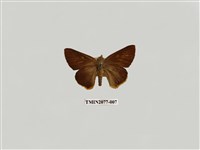 藏品(橙翅傘弄蝶)的圖片